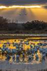 USA, New Mexico, Bosque Del Apache National Wildlife Refuge. Snow geese in water at sunrise. Art Print